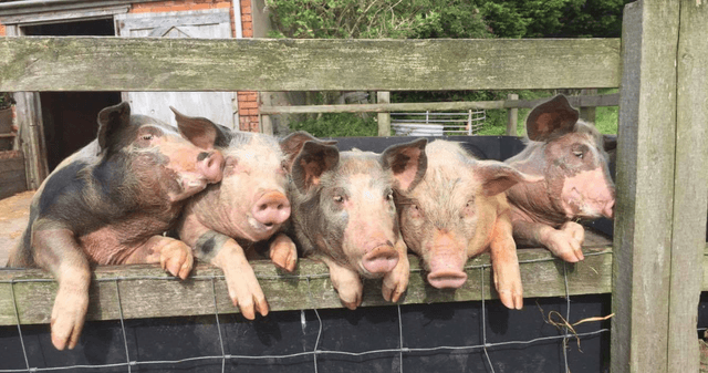 Court Farm Country Park